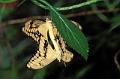 papilio cresphontes